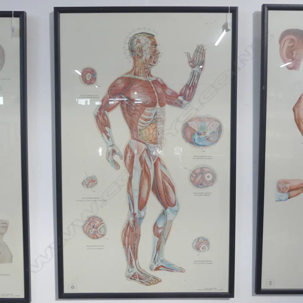 FRAMED ACCUPUNCTURE POSTER 1040x620mm Image 1++