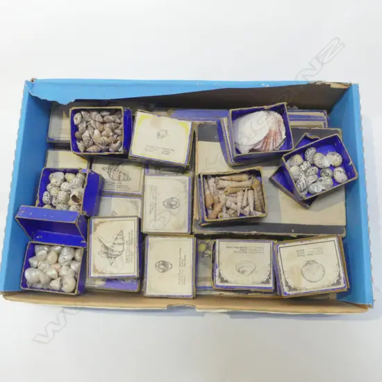 BOXED SHELL COLLECTION