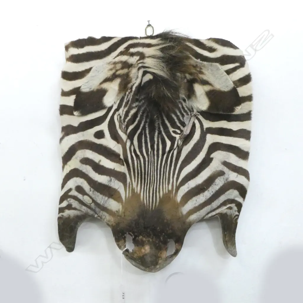 ZEBRA SKIN MOUNTED ON SHIELD Image 1++