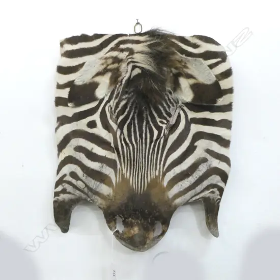 ZEBRA SKIN MOUNTED ON SHIELD