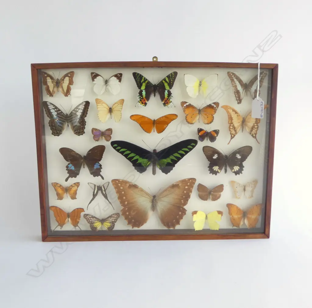 FRAMED COLLECTORS DISPLAY OF BUTTERFLIES 300x395mm Image 1++