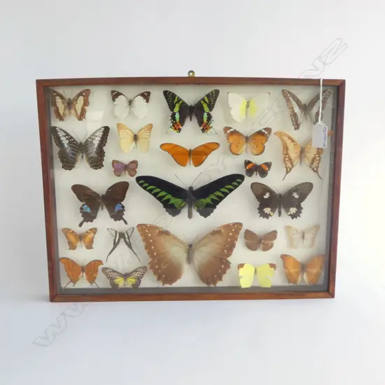 FRAMED COLLECTORS DISPLAY OF BUTTERFLIES 300x395mm