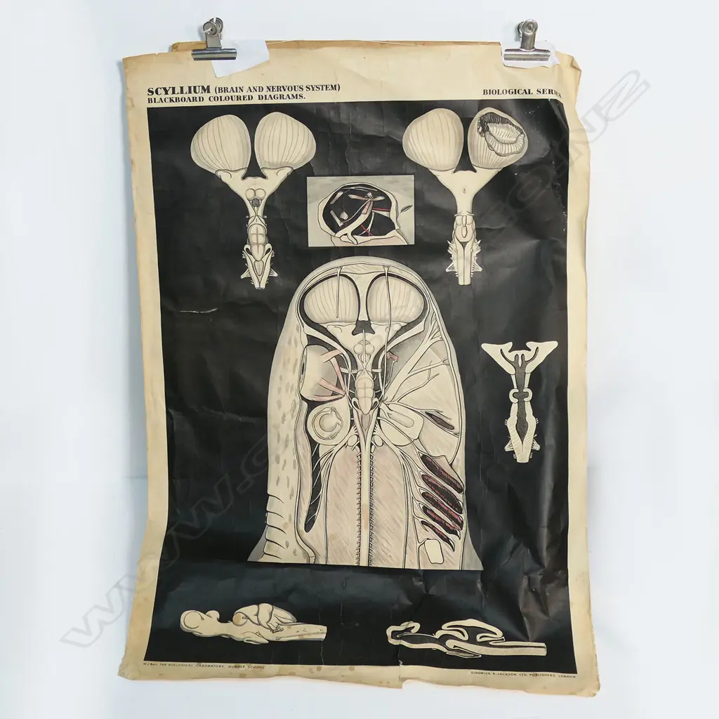 VINTAGE BRAIN & NERVOUS SYSTEM DIAGRAMATIC POSTER, ON CANVAS, 1130x 780mm Image 1++