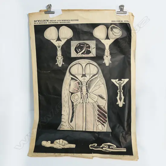 VINTAGE BRAIN & NERVOUS SYSTEM DIAGRAMATIC POSTER, ON CANVAS, 1130x 780mm