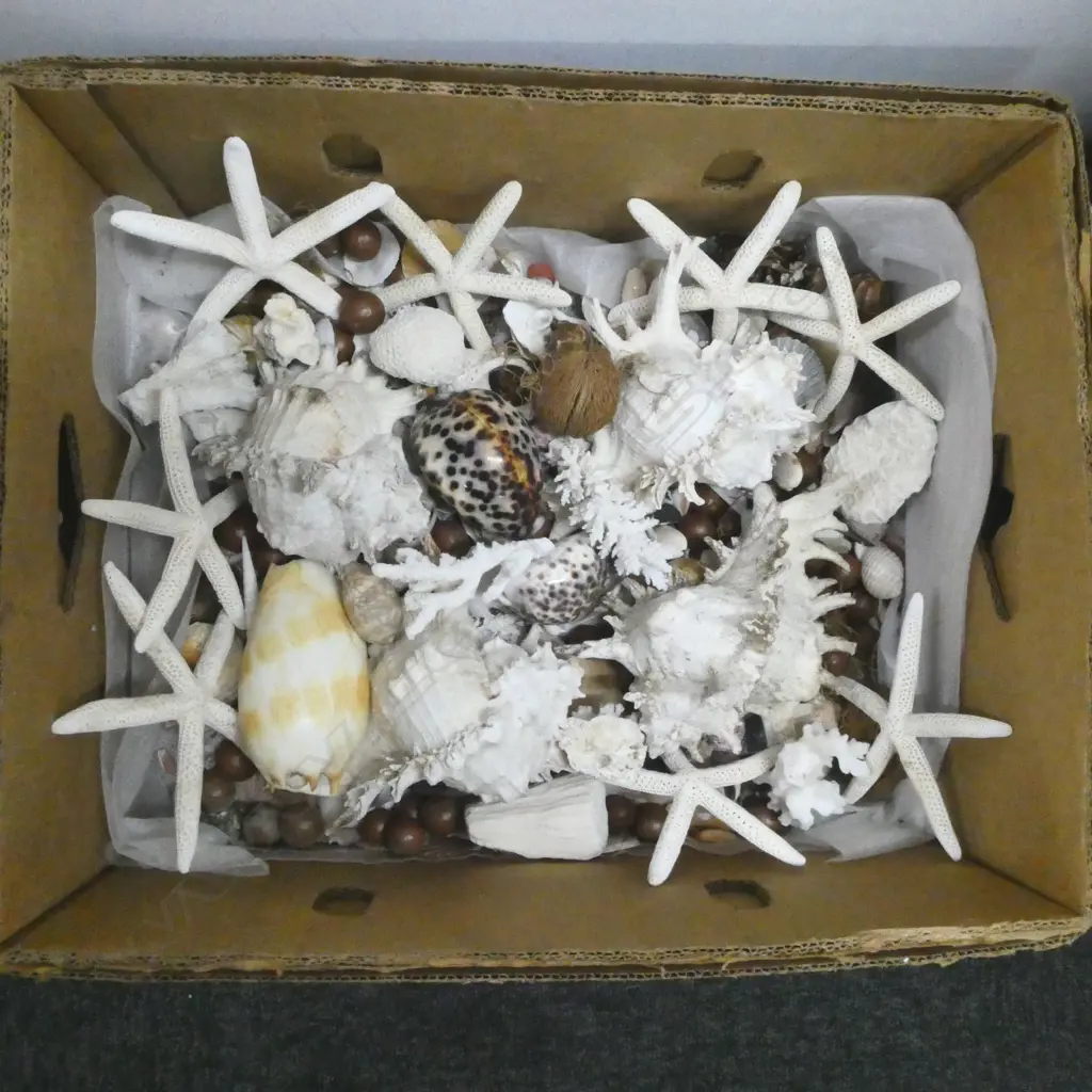 COLLECTION OF SHELLS  Image 1++