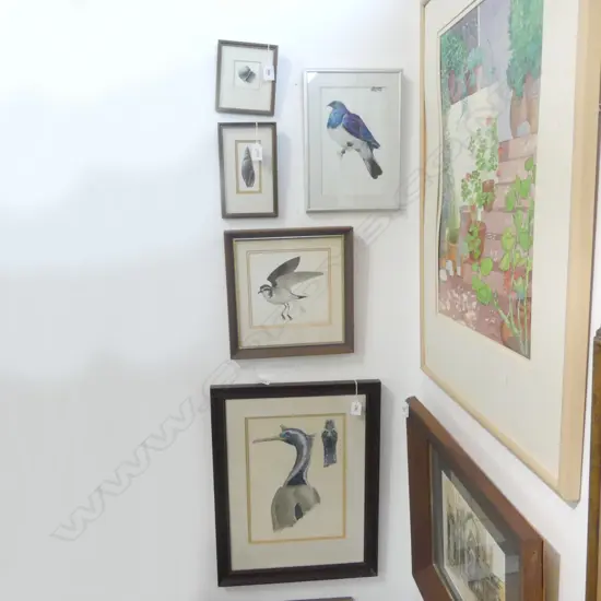 4 FRAMED ANIMAL STUDIES by DAVE GUNSON 320x230mm + KERERU by OLIVIA BEZETT