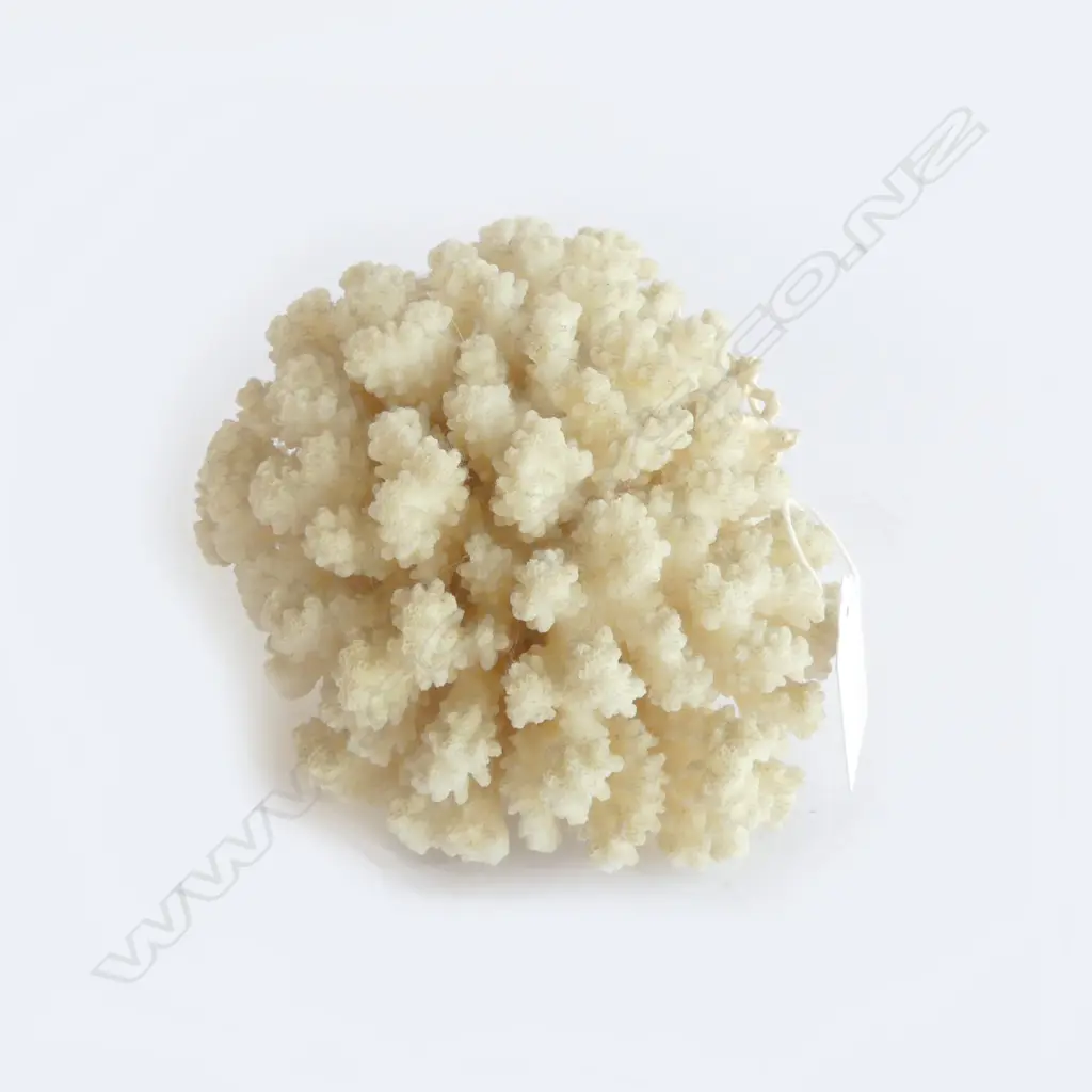 PC CAULIFLOWER CORAL, L.110mm Image 1++