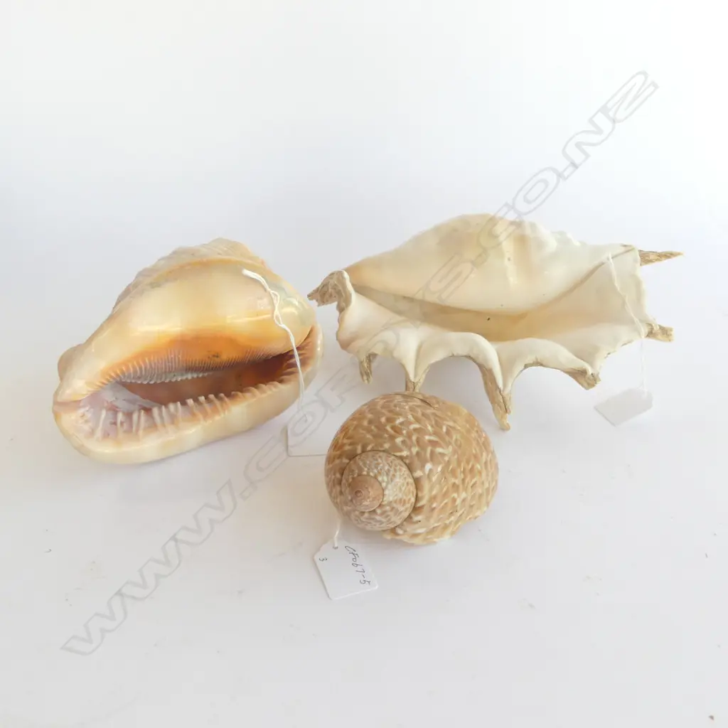 3 SHELLS; LRG SPIDER CONCH, L.280mm, PACIFIC PARTRIDGE TUN & RED HELMET SHELL ONE A/F Image 1++