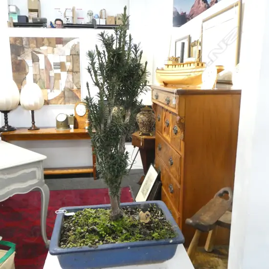 LARGE BONSAI TREE IN BLUE GLAZE BONSAI POT