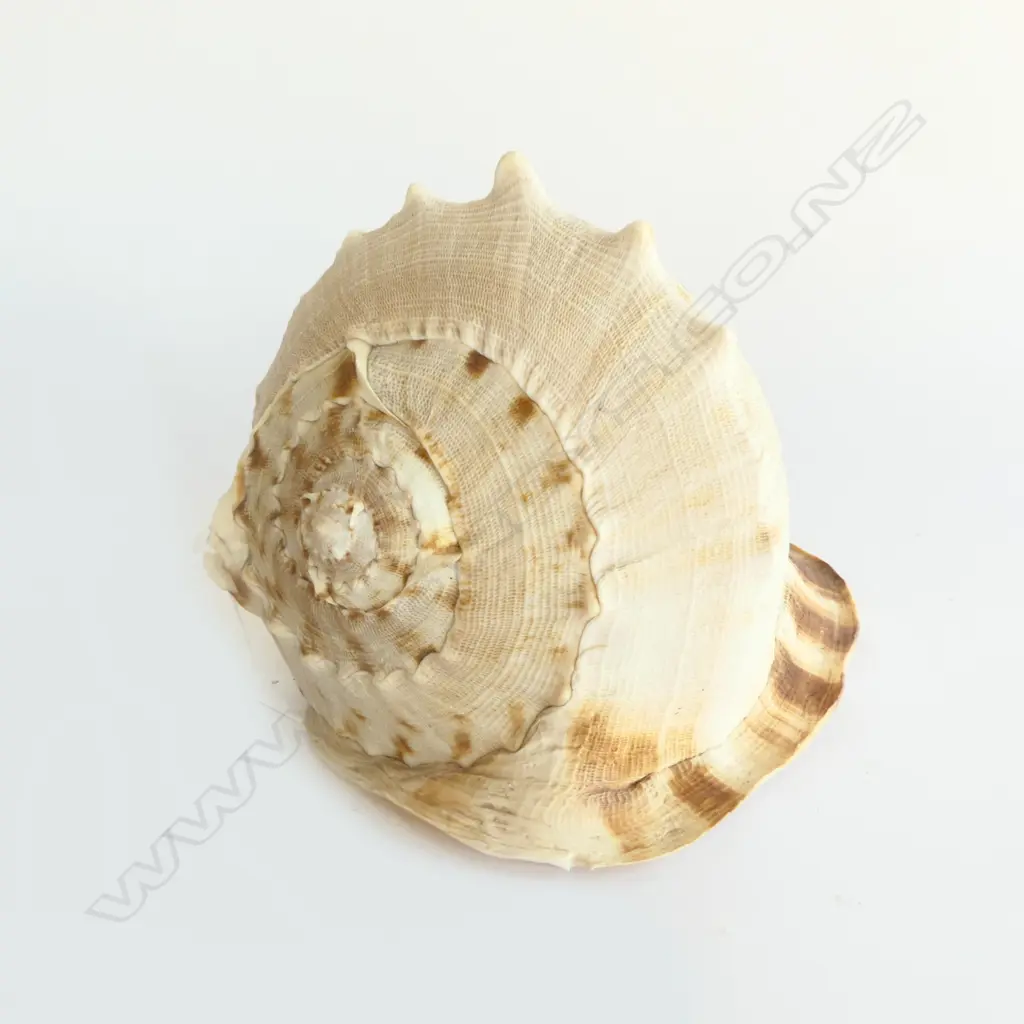 LRG QUEEN'S CONCH SHELL, L.250mm Image 1++