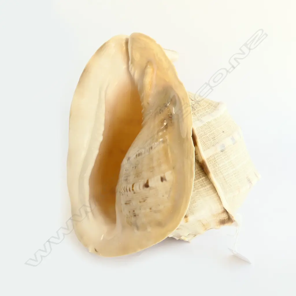 LRG QUEEN'S CONCH SHELL, L.250mm Image 1++