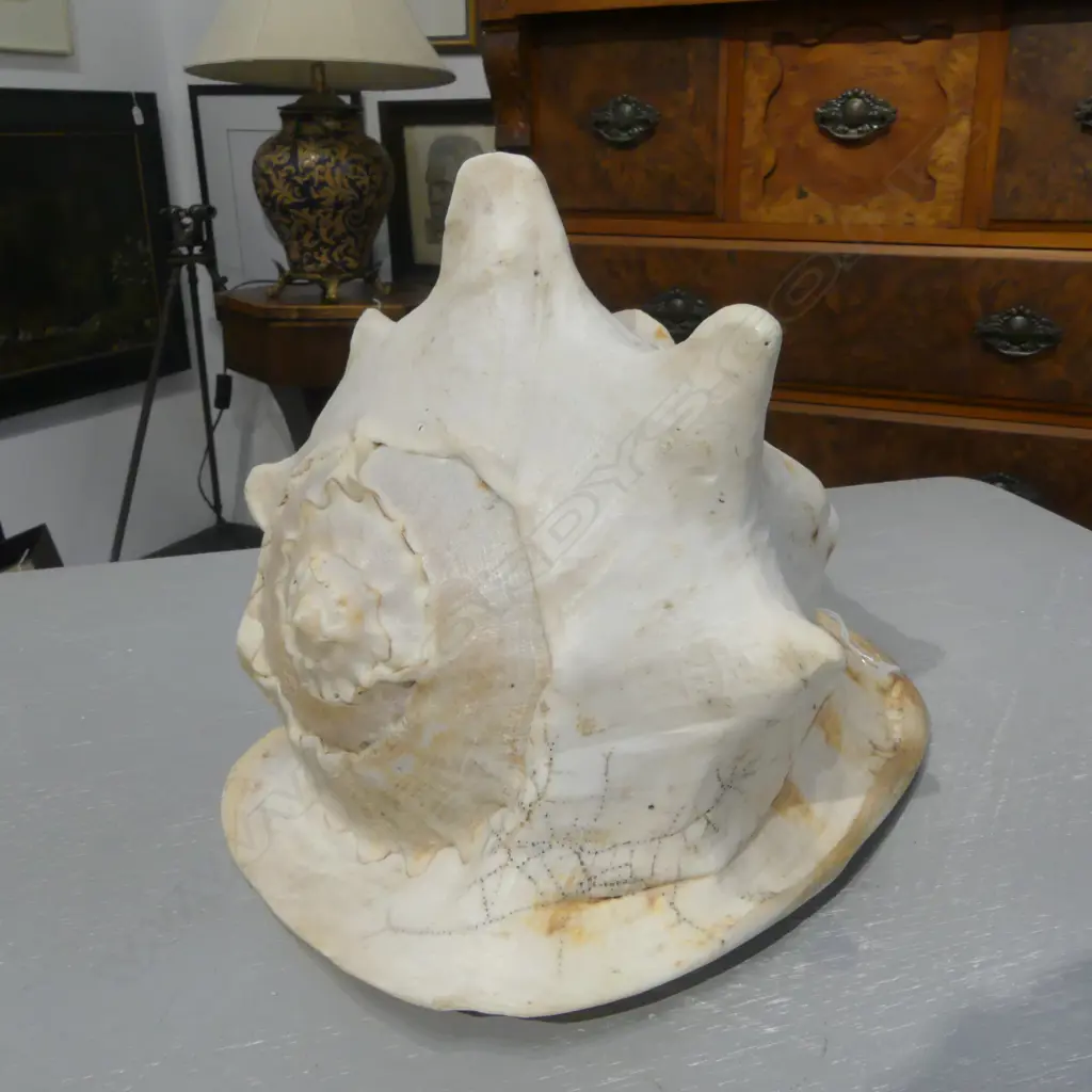 LRG HORNED HELMET SHELL, H.180 x 240mm Image 1++