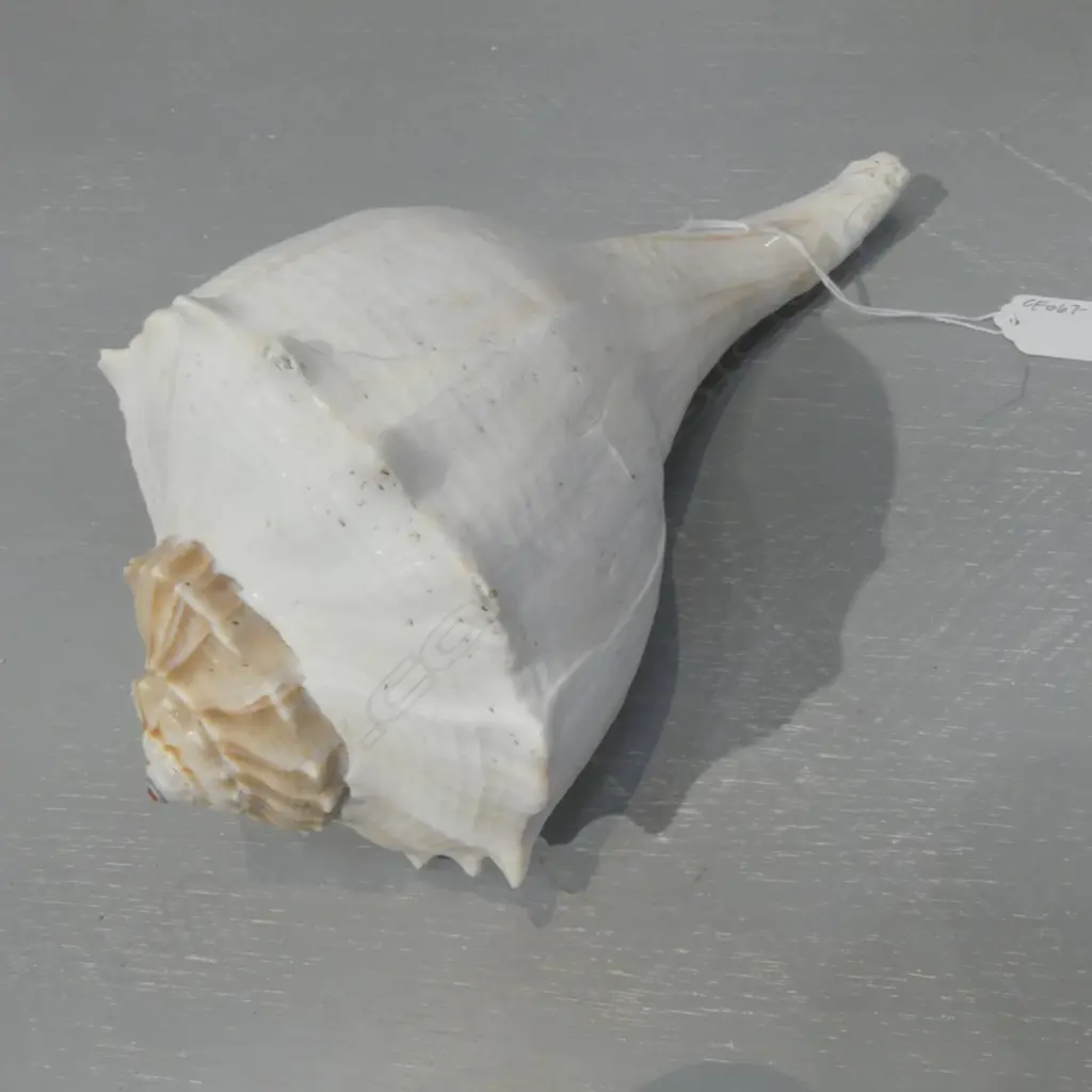 LRG LIGHTNING WHELK SHELL, H.110 x 280mm Image 1++