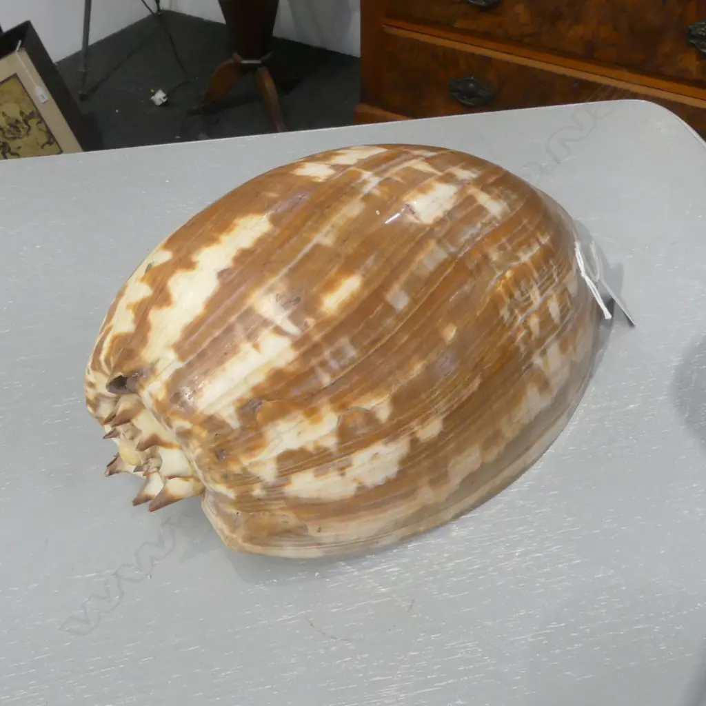 LRG BAILER SHELL, L.250mm Image 1++