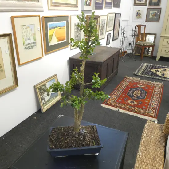 BONSAI TREE IN BLUE GLAZE BONSAI POT 