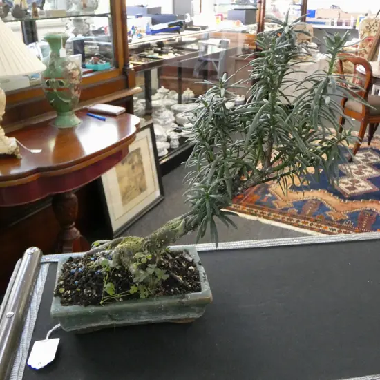 SMALL BONSAI TREE IN BONSAI POT 