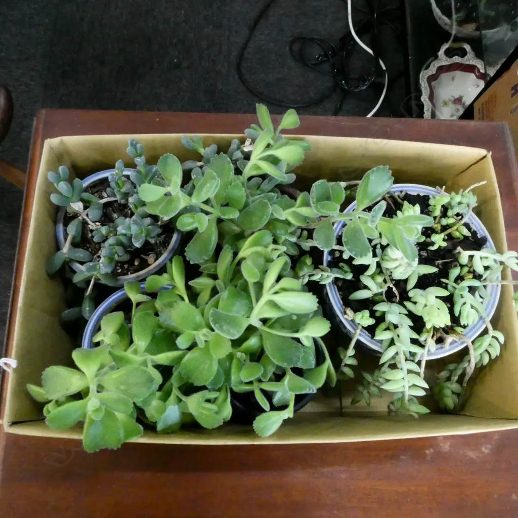 5 SUCCULENTS IN ORIENTAL POTS Image 1++
