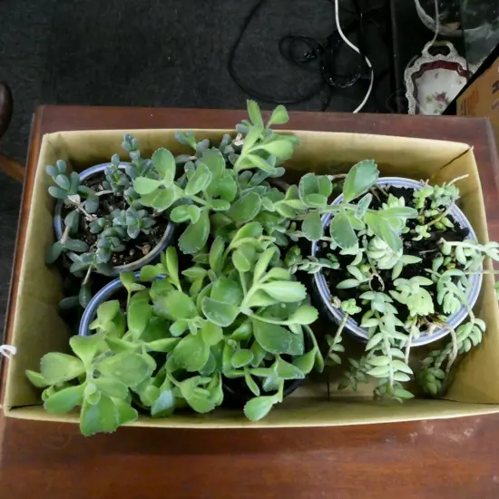 5 SUCCULENTS IN ORIENTAL POTS