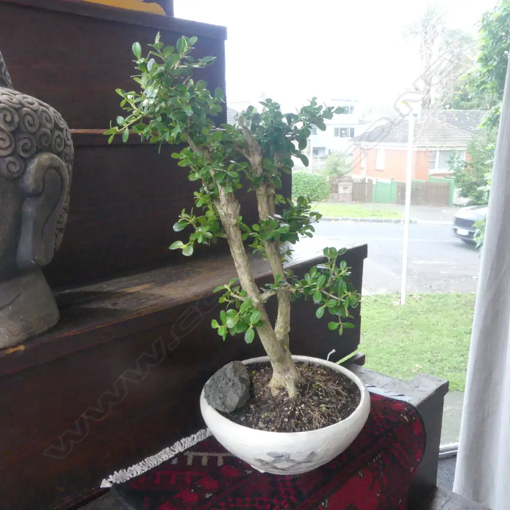 BONSAI TREE IN BONSAI POT Image 1++