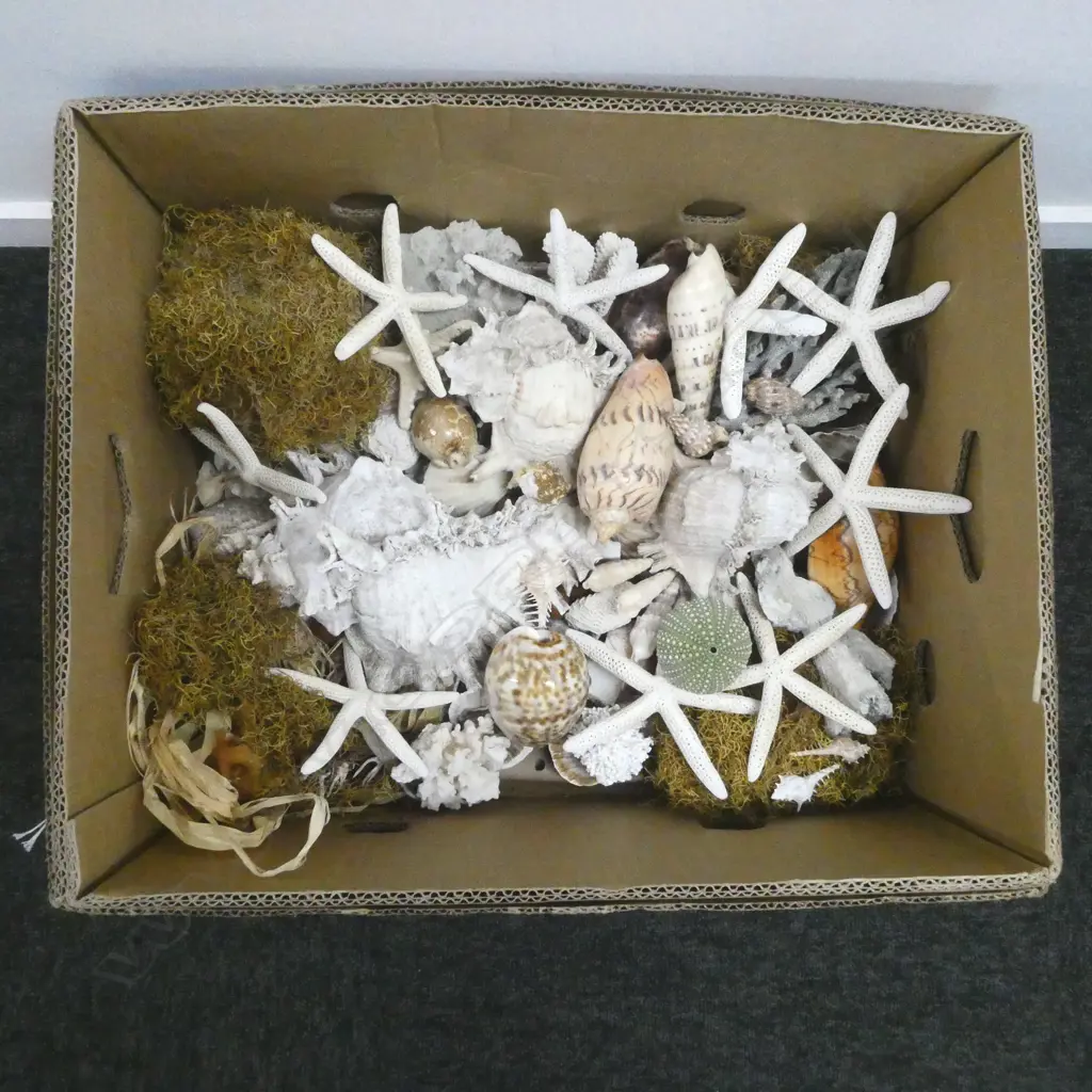 COLLECTION OF ASST. SHELLS Image 1++