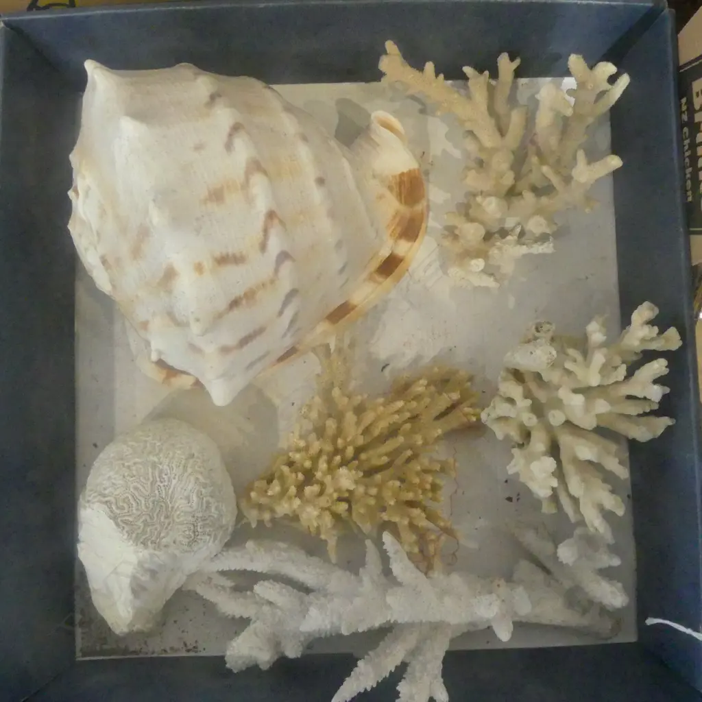 5PCS OF CORAL & CONCH SHELL Image 1++