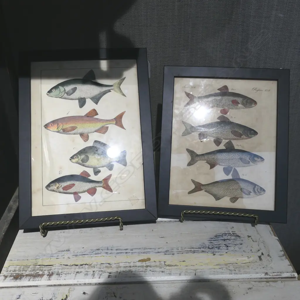2 FRAMED ILLUSTRATIONS OF FISH; H.285mm W.195mm & H.240mm W.190mm Image 1++