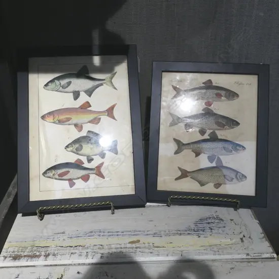 2 FRAMED ILLUSTRATIONS OF FISH; H.285mm W.195mm & H.240mm W.190mm