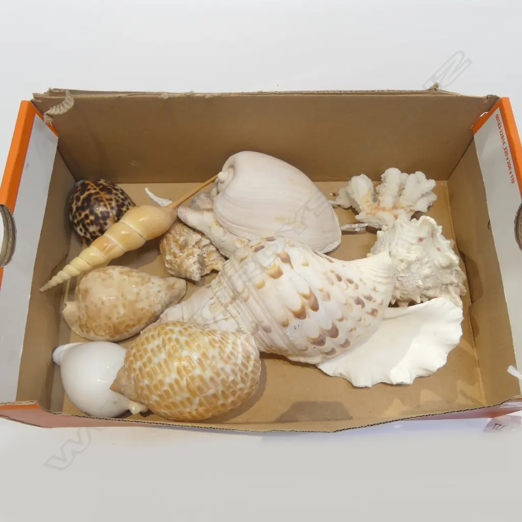 ASST. SHELLS Image 1++