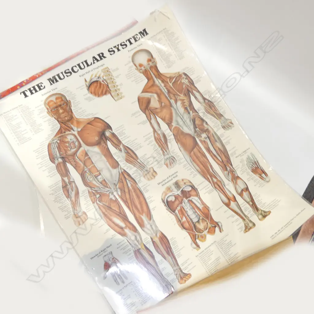 LAMINATED PRINT 'THE MUSCULAR SYSTEM' 670x520mm Image 1++