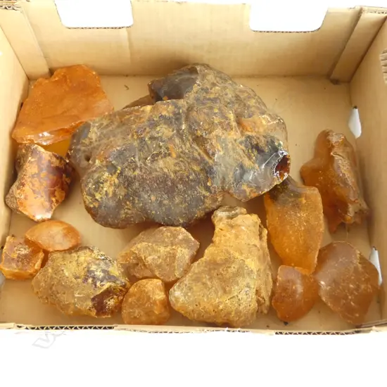 LRG COLLECTION KAURI GUM 