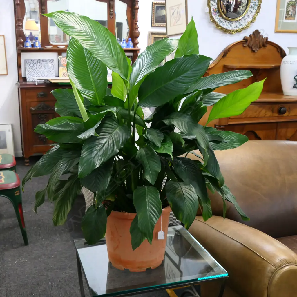 LG PEACE LILY PLANT IN POT, APPROX.730MM Image 1++