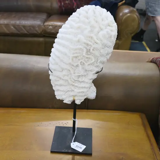 CORAL ON STAND H.330mm