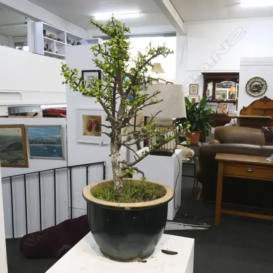 MONEY TREE IN BLUE GLAZED POT, APPROX 750MM