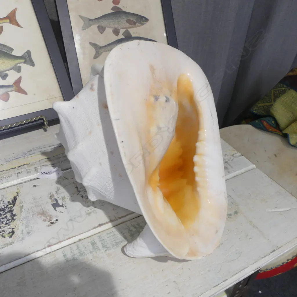 LARGE CONCH SHELL PLAYABLE L240MM Image 1++