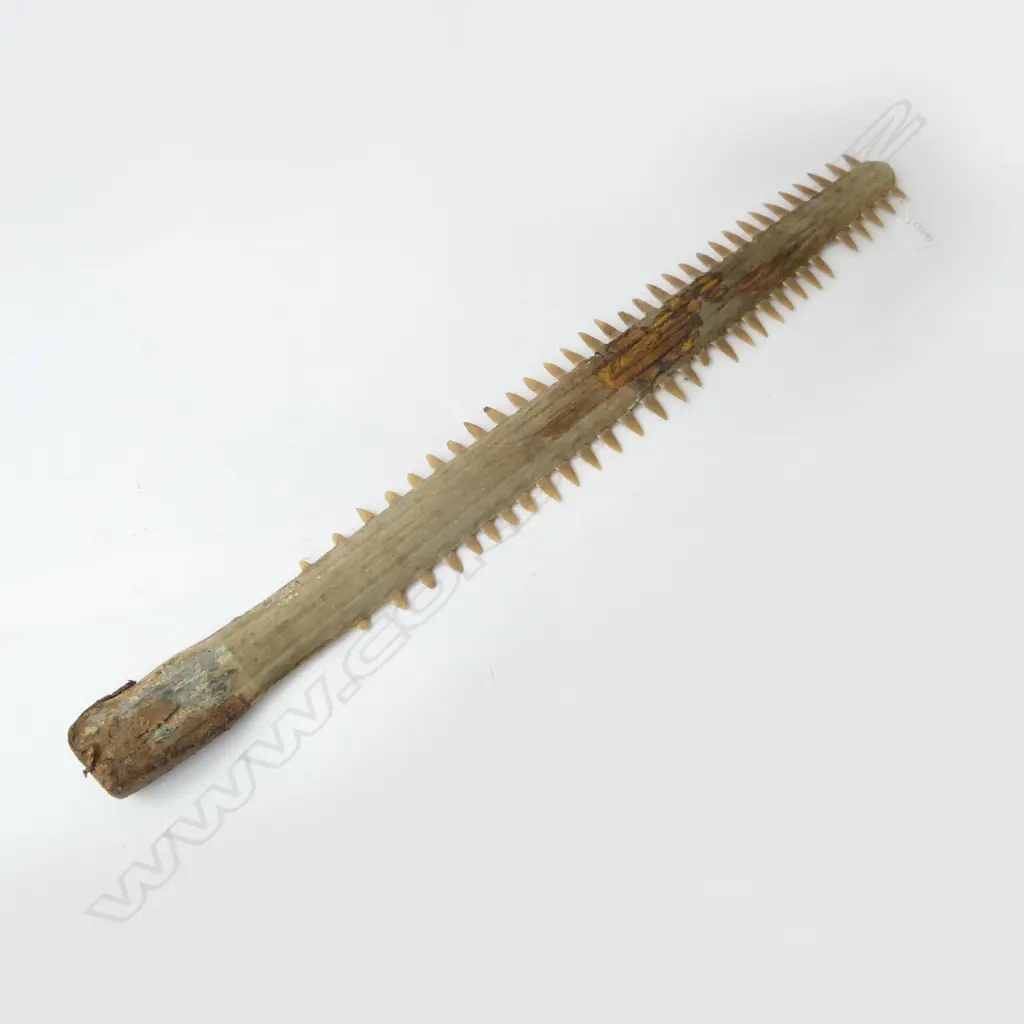 SAWFISH BILL L.805mm missing 1 tooth Image 1++