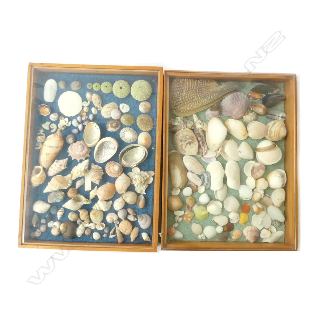 2 COLLECTORS DISPLAYS OF ASST. SHELLS 430x330mm Image 1++