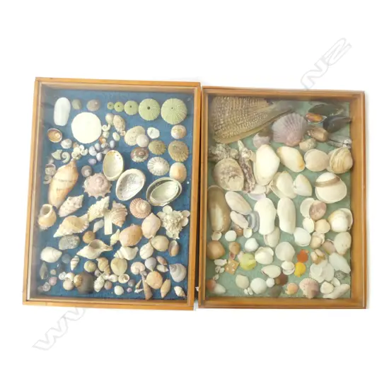 2 COLLECTORS DISPLAYS OF ASST. SHELLS 430x330mm