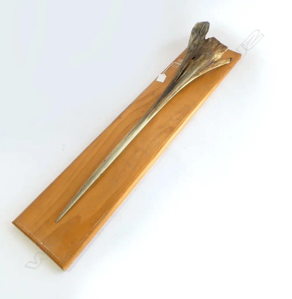 SWORDFISH BILL MOUNTED ON BOARD H.830mm Image 1++