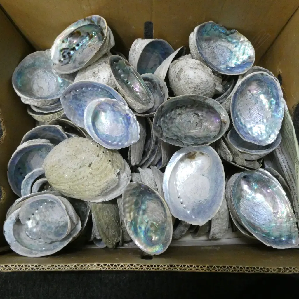 LG COLLECTION PAUA SHELLS  Image 1++