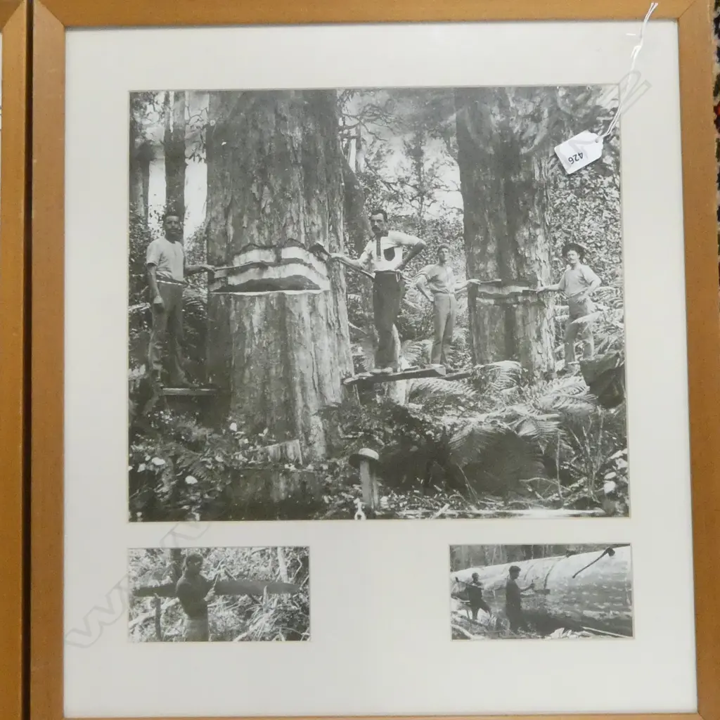 PAIR OF FRAMED HISTORICAL NZ LOGGING PHOTOS; LARGEST PHOTOGRAPH 330x380mm Image 1++
