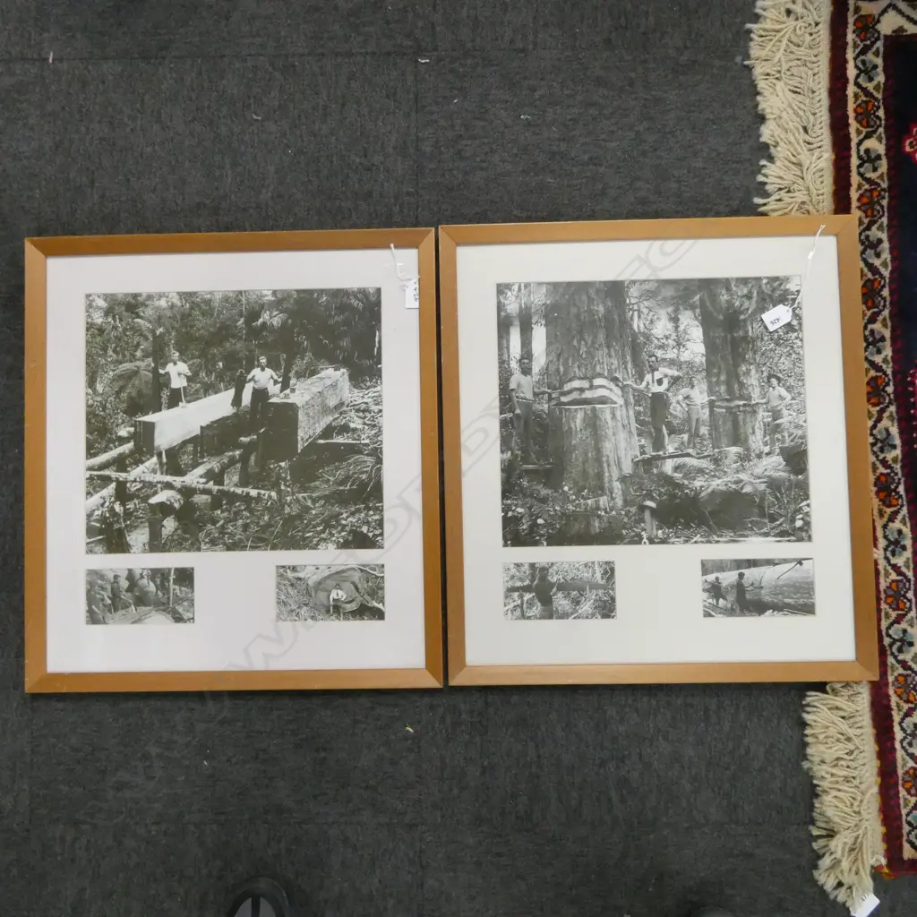 PAIR OF FRAMED HISTORICAL NZ LOGGING PHOTOS; LARGEST PHOTOGRAPH 330x380mm Image 1++