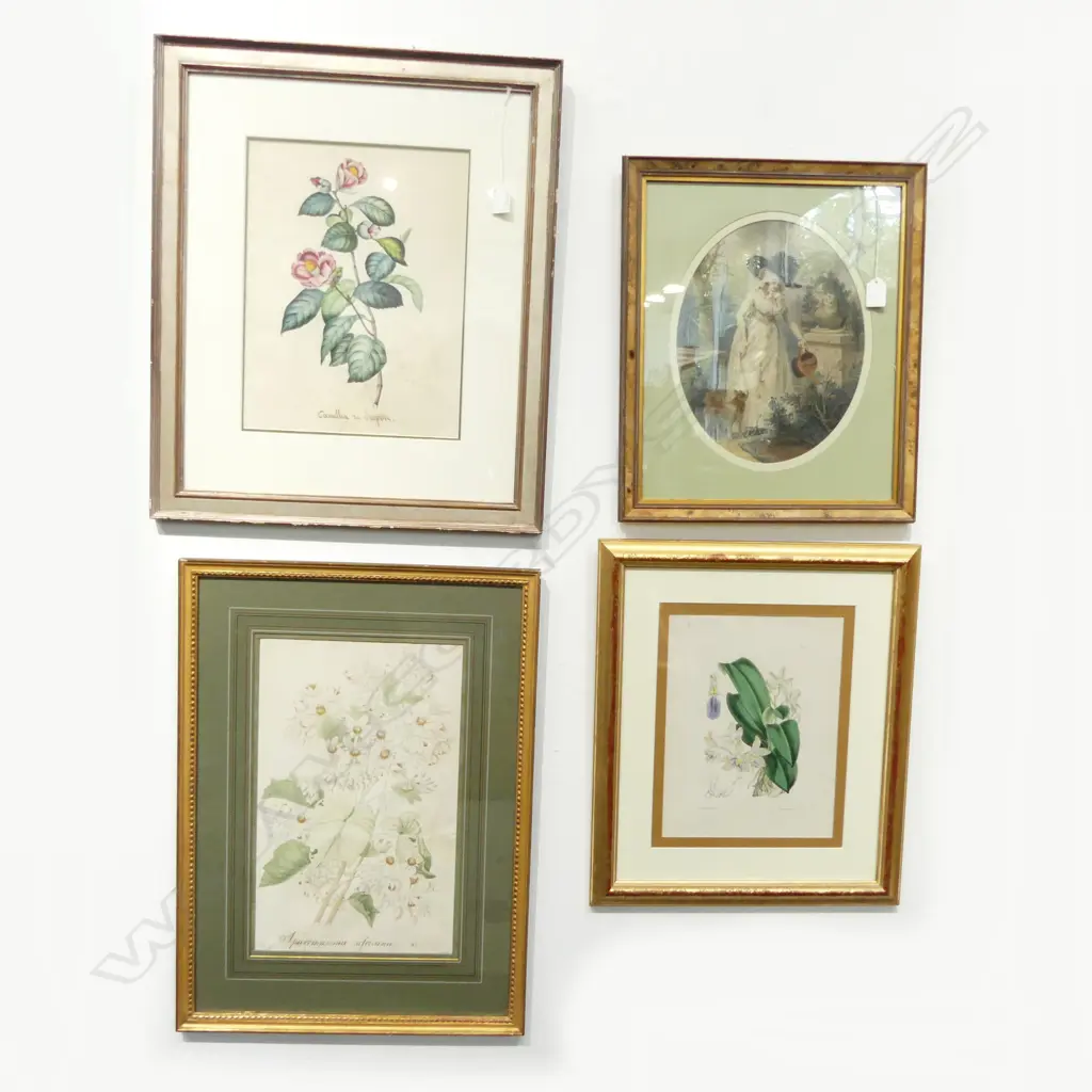 4 ARTWORKS; CAMELLIA DU JAPON WC 350x265mm, SPARRMANNIA AFRICANA WC, 2 ENGRAVINGS; ORCHID & 18thC WOMAN WATERING GARDEN Image 1++