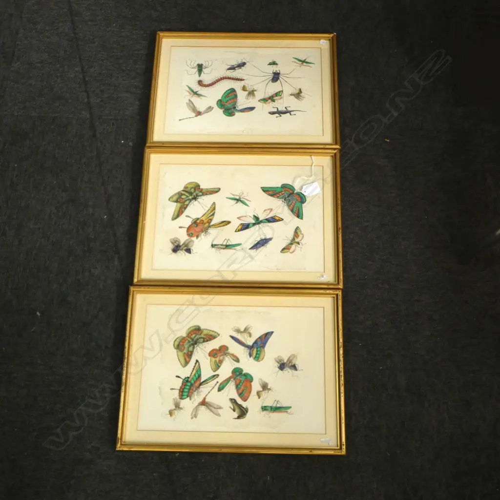 3 INSECT ARTWORKS ON PITH RICE PAPER 225x330mm Image 1++