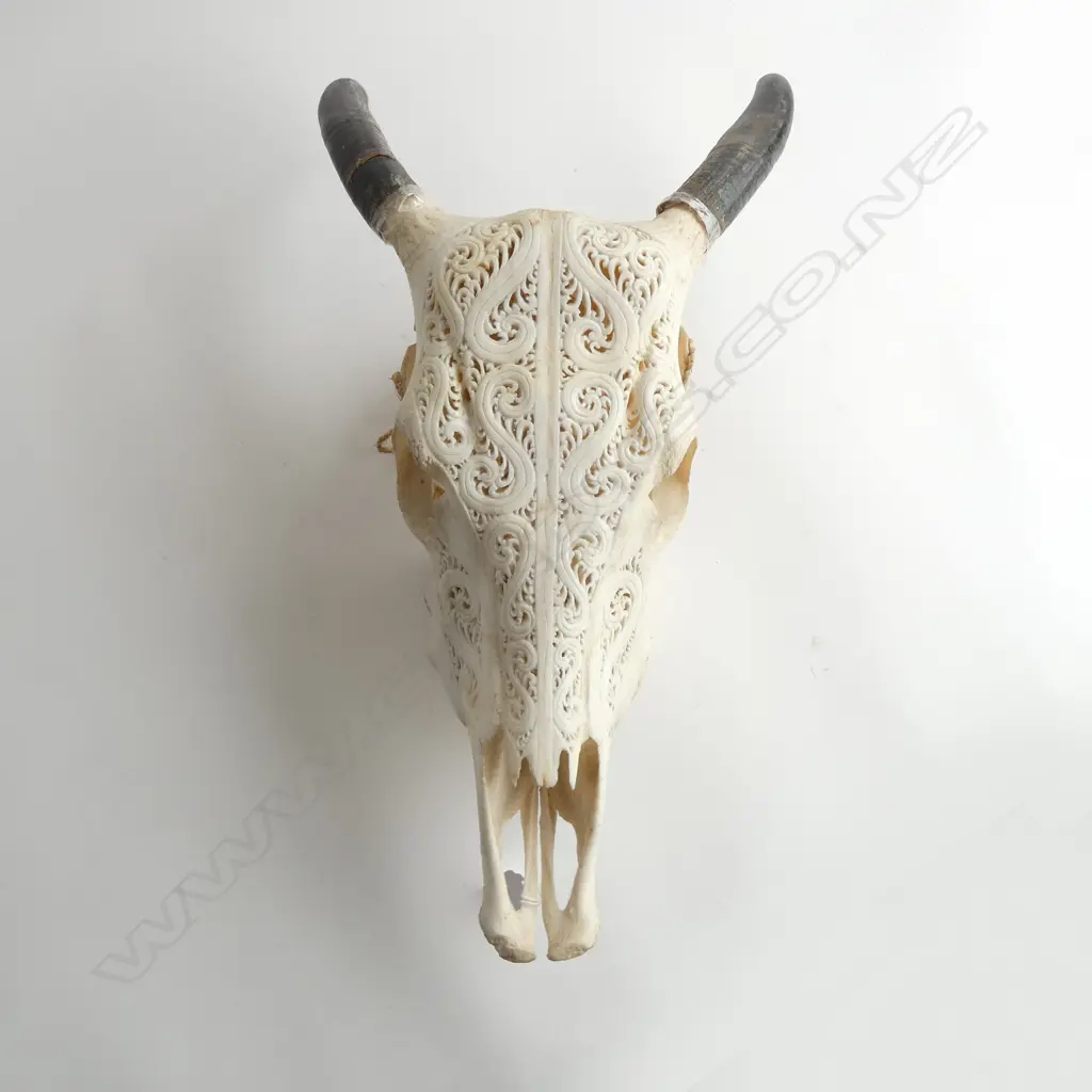 CARVED INDONESIAN BOVINE SKULL H.460mm with applied horns Image 1++
