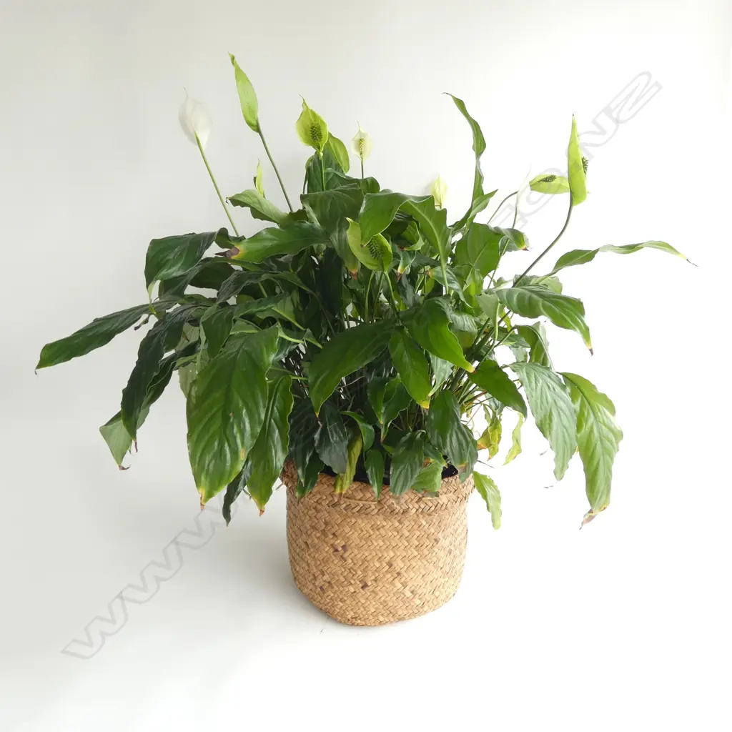 PEACE LILY PLANT H.700mm Image 1++