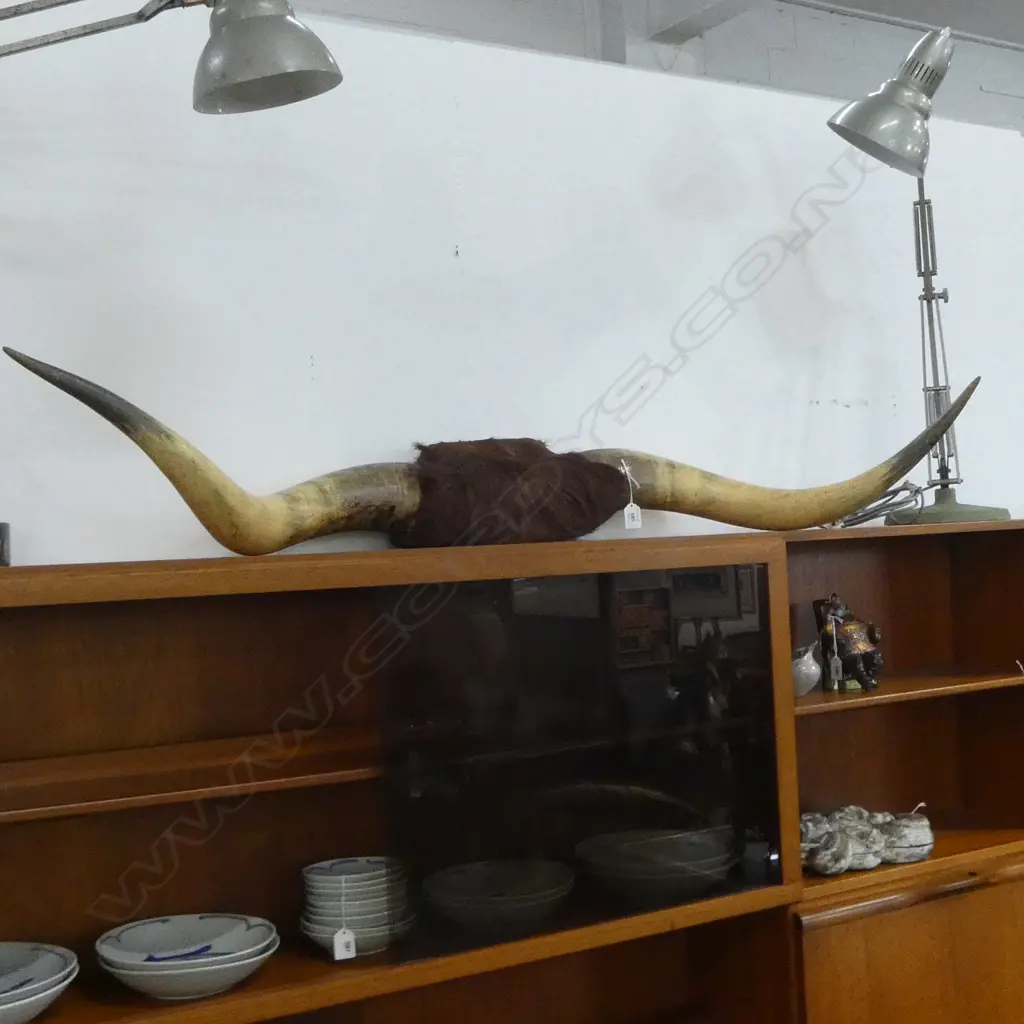 LG BULLOCK HORN MOUNT L.1260mm Image 1++