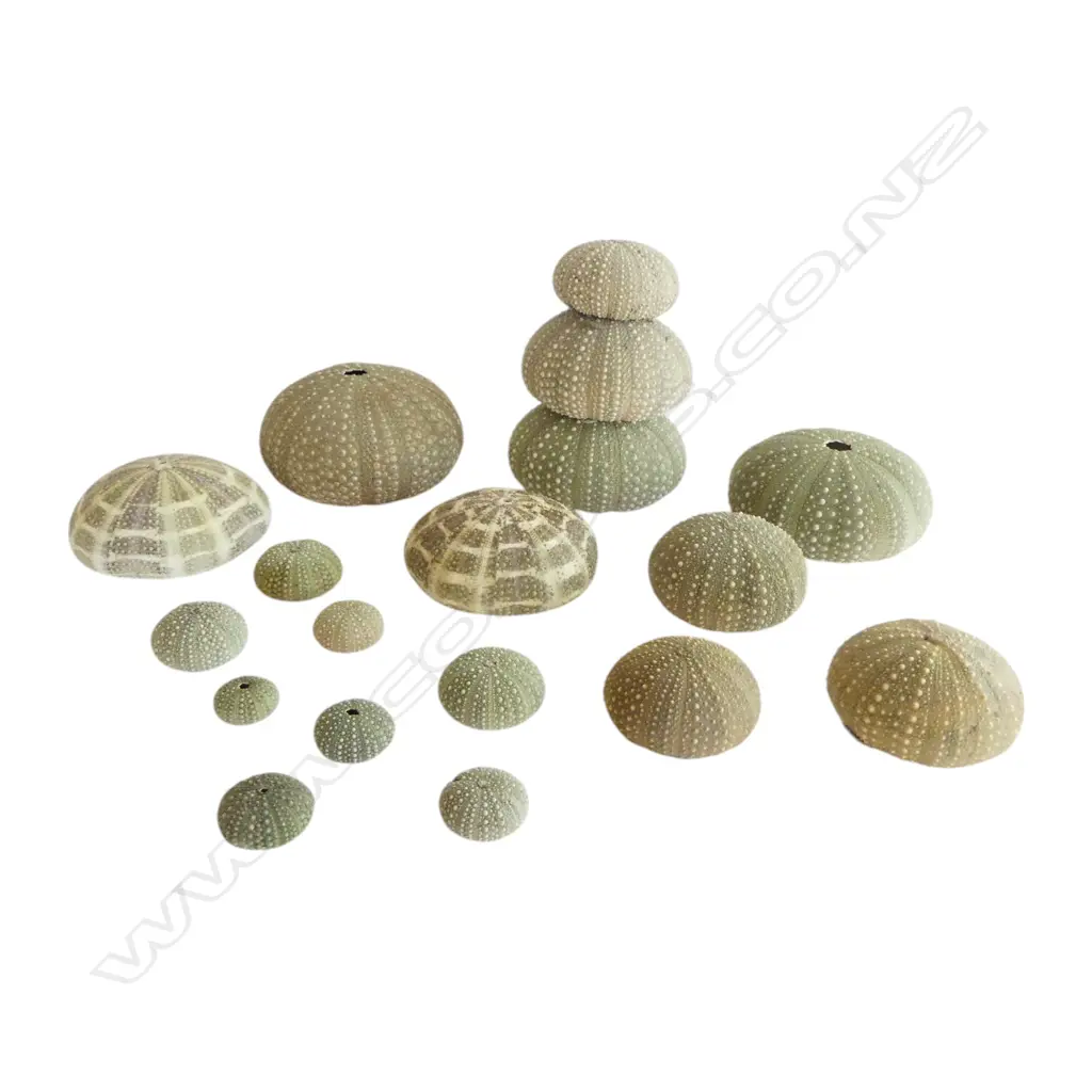 18 KINA SHELLS 110mm dia Image 1++