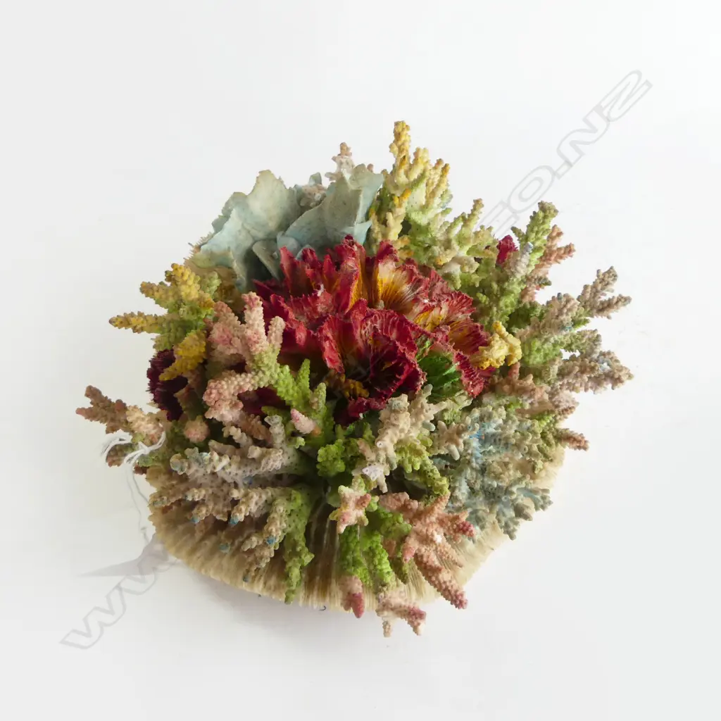 VINTAGE STAINED CORAL DISPLAY some faults 220 x 200 x 120mm Image 1++