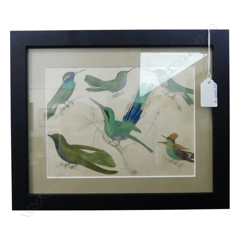FRAMED HANDCOLOURED ENGRAVING OF HUMMINGBIRDS, PUBLISHED  c1850, A FULLARTON & CO, LONDON & EDINBURGH 145x190mm Image 1++