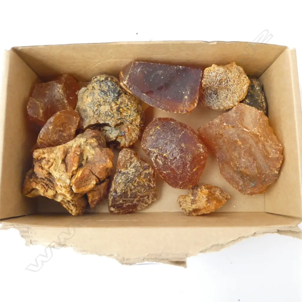 KAURI GUM Image 1++